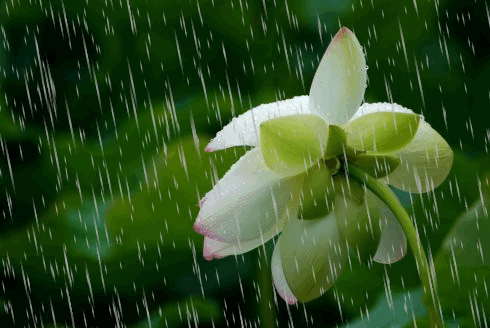 雨中行 作者:张满海（图2）