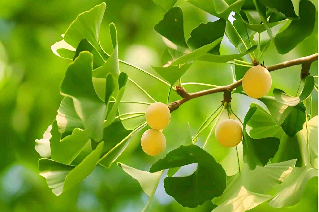 《七绝·大暑天》作者：何霖生/主播：王秀萍（图3）
