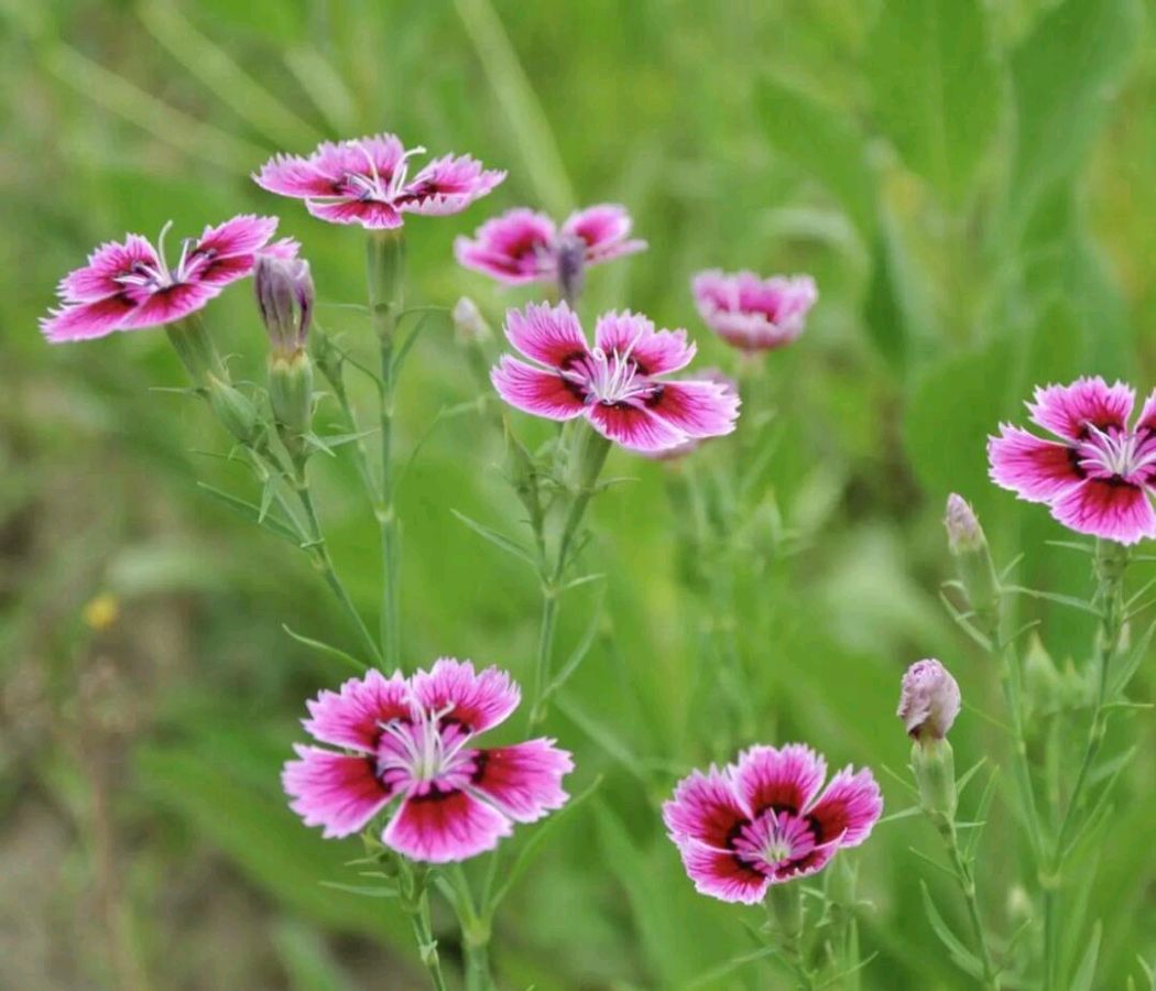 东方书剑的《青玉案・咏花草系列之石竹花》