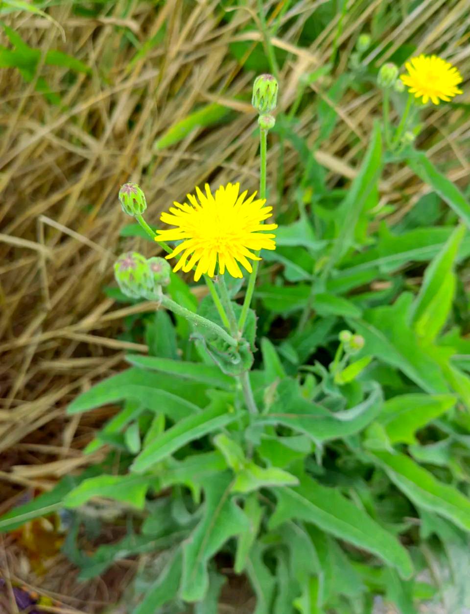 东方书剑的《七律・咏花草系列之苦苣菜》
