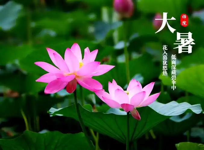 健康是福的《七律 大暑》