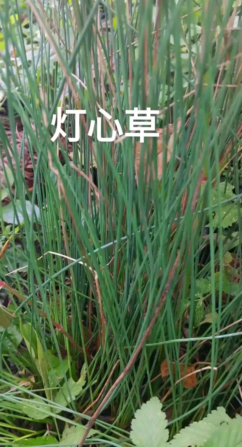 东方书剑的《临江仙・咏花草系列之灯芯草》