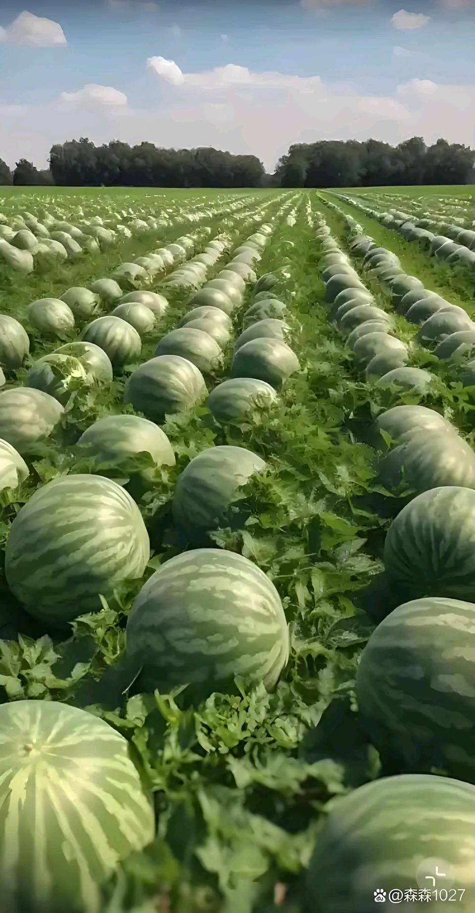 水果诗词三首 作者/卓顺贵（图3）