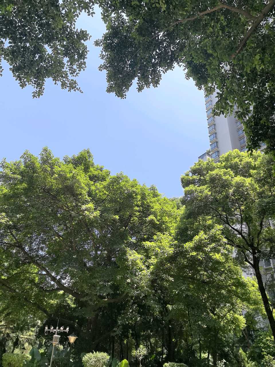 「散文」白云离去，蓝天与蝉鸣中的山城盛夏（图12）