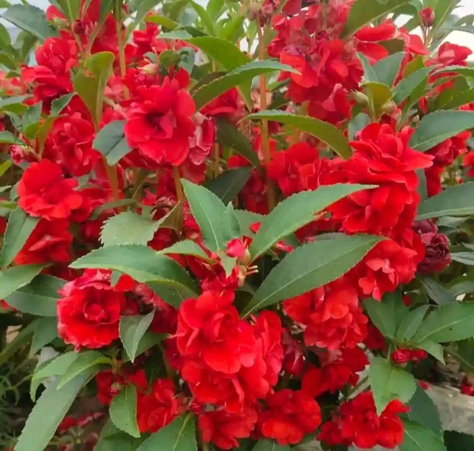 《七绝 • 凤仙花》文/杨子钦（河南）