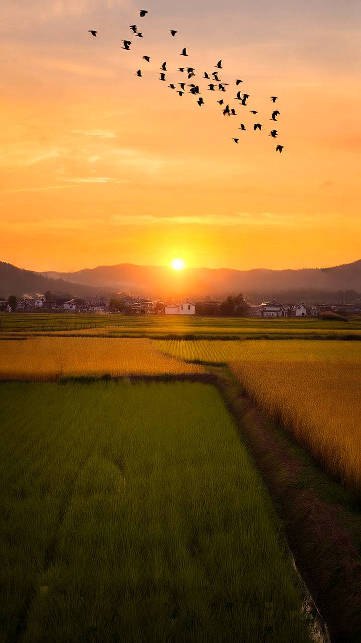 人间晚炊（图2）