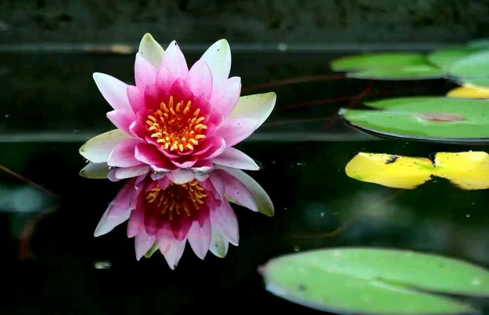 踏莎行-赏睡莲寄怀～词◑雅轩琴韵（图12）