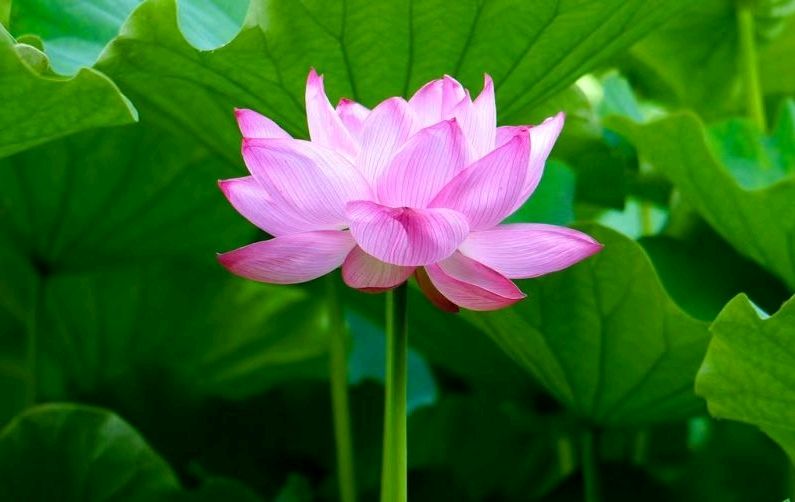 八月的花开