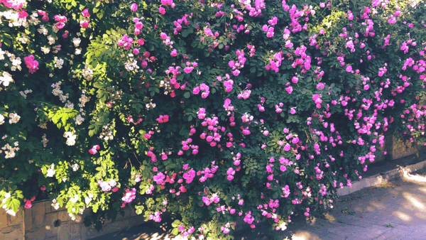 【枫雅汇看图约诗】第397期《夏花》(图8)