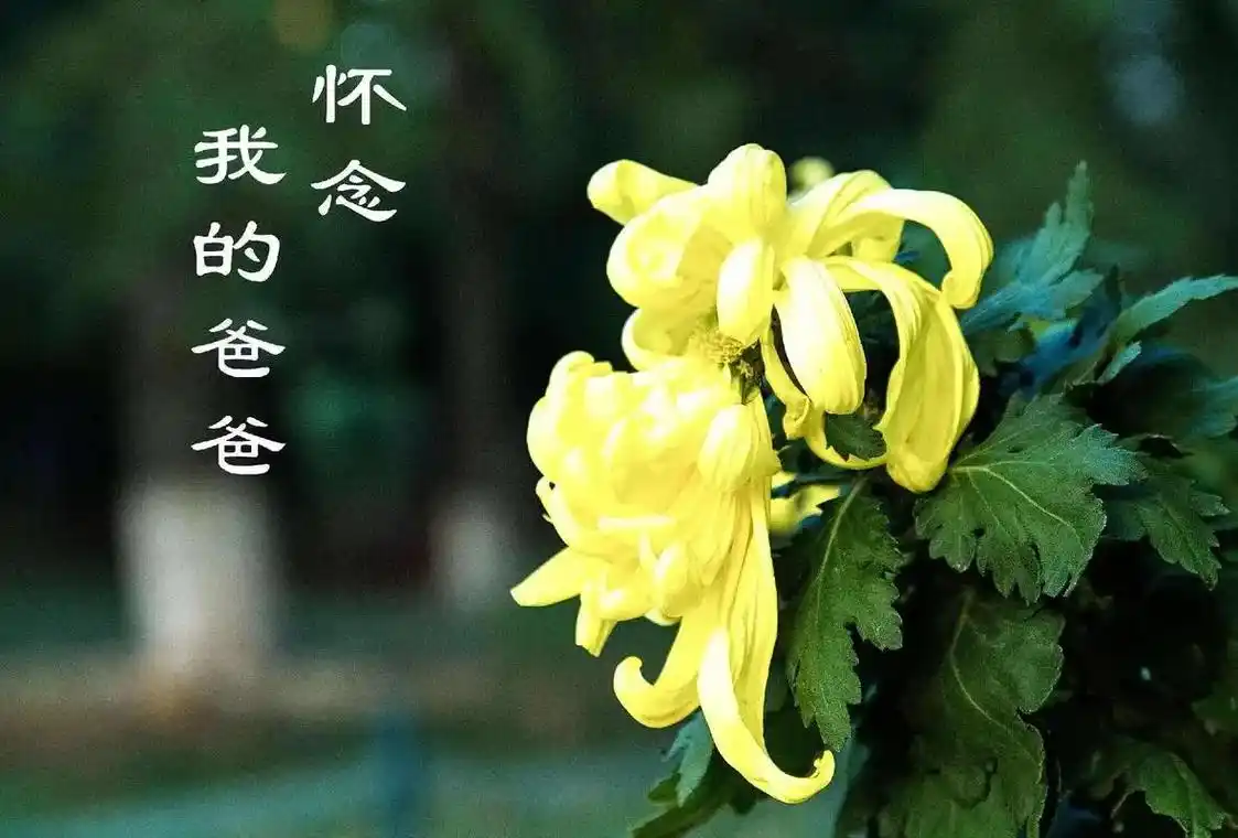 敬请欣赏||缅怀父亲祭拜文 作者：熊木全（湖北）（图4）