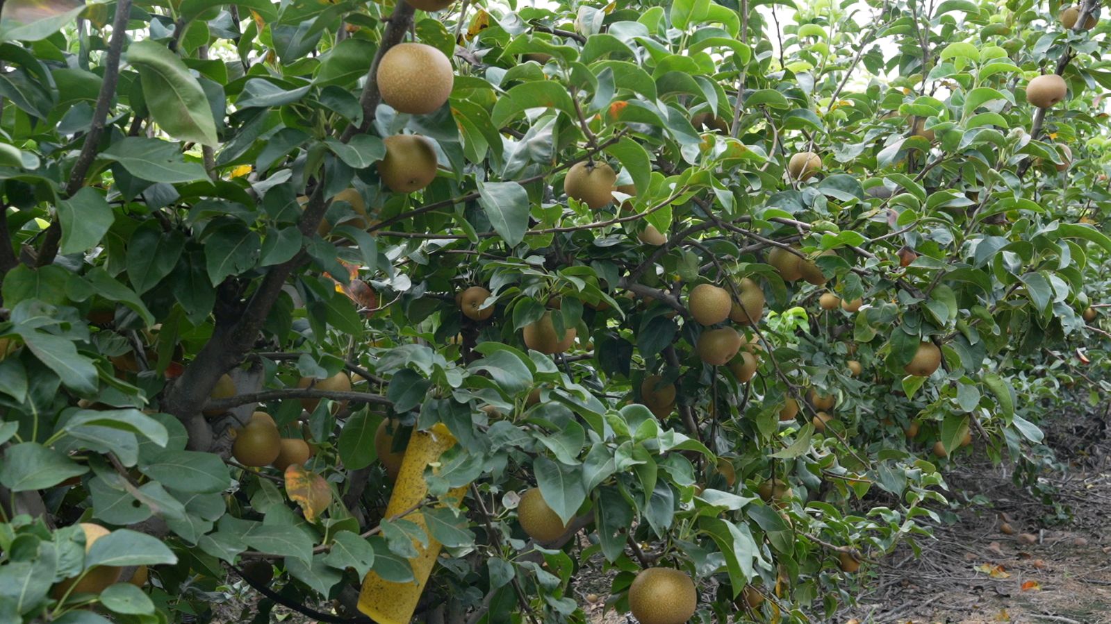 宝丰商酒务镇：金梨坠枝富路宽 振兴画卷满乡关