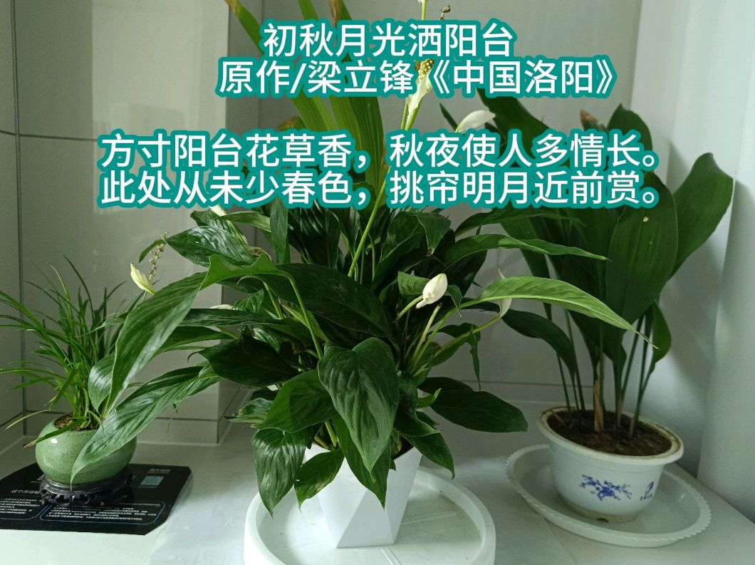 初秋月光洒阳台 原作/梁立锋