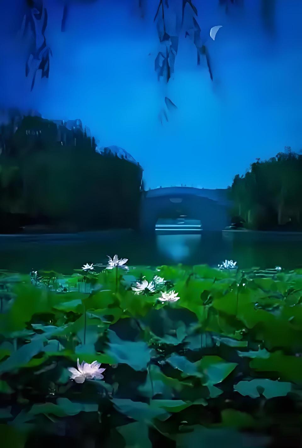 雨 荷///作者：雨下罗加 朗诵：老菩提（图3）