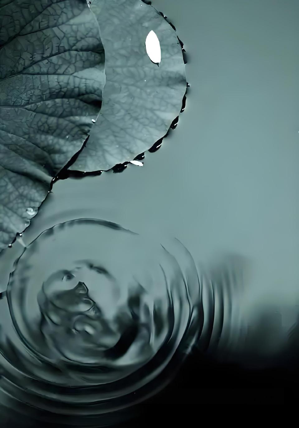 雨 荷///作者：雨下罗加 朗诵：老菩提（图6）