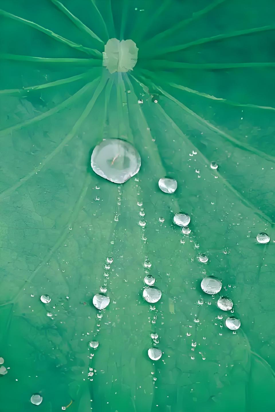 雨 荷///作者：雨下罗加 朗诵：老菩提（图5）