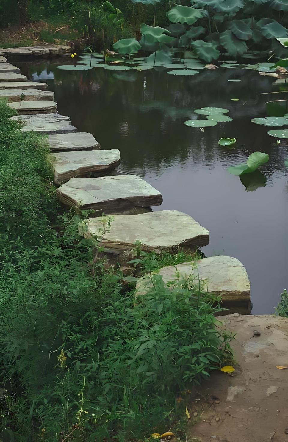 雨 荷///作者：雨下罗加 朗诵：老菩提（图9）