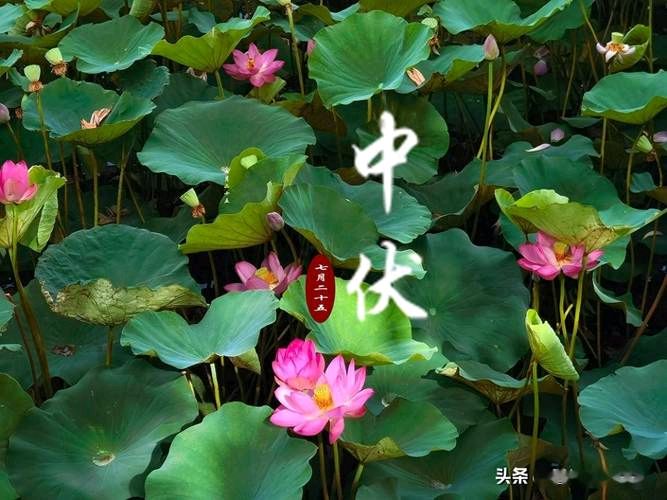陈光民转尾连环诗五百首选载(361一420)(图7)
