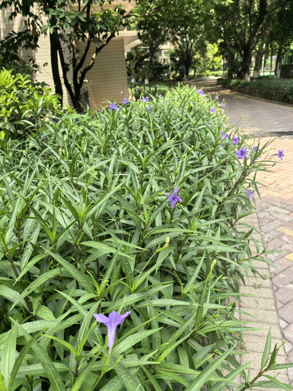 「散文」立秋后，翠芦莉的诗意坚守（图13）