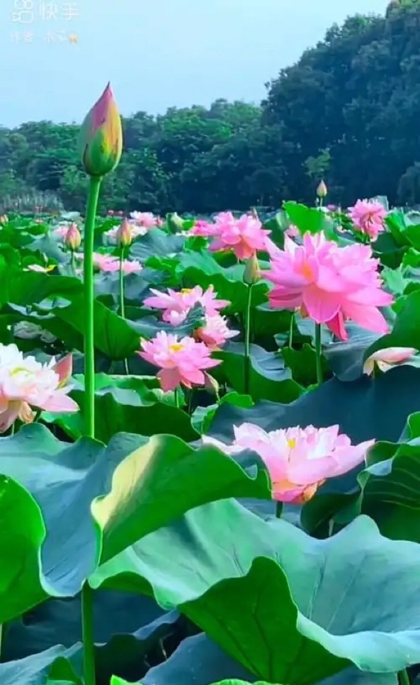 《荷花赋》作者梦如诗/主播艳阳天//中华诗歌联合会《修竹留云》4837期（图7）