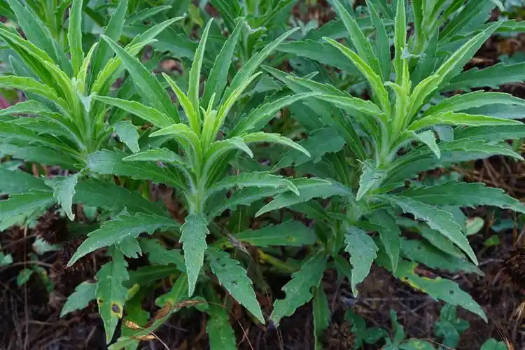 东方书剑的《【越调・天净沙】咏花草系列之小蓬草》