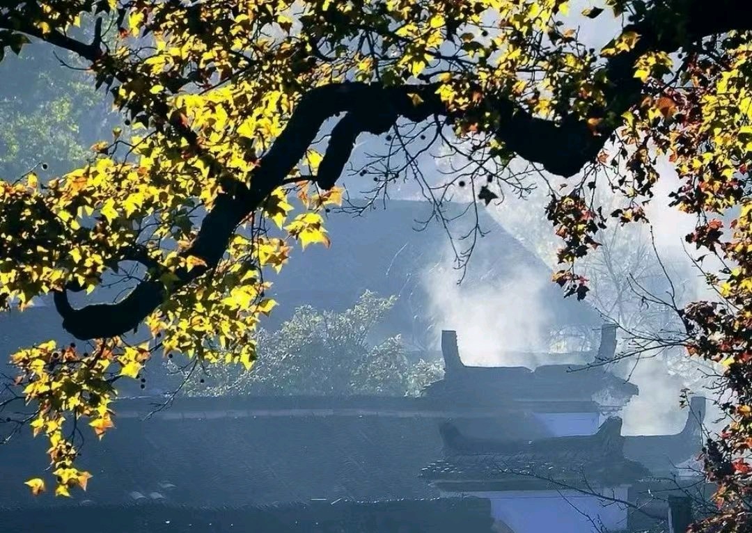 落叶，像一封退回的邮件