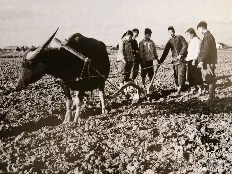 奔赴农场第一天/作者：赵庆熙（图4）