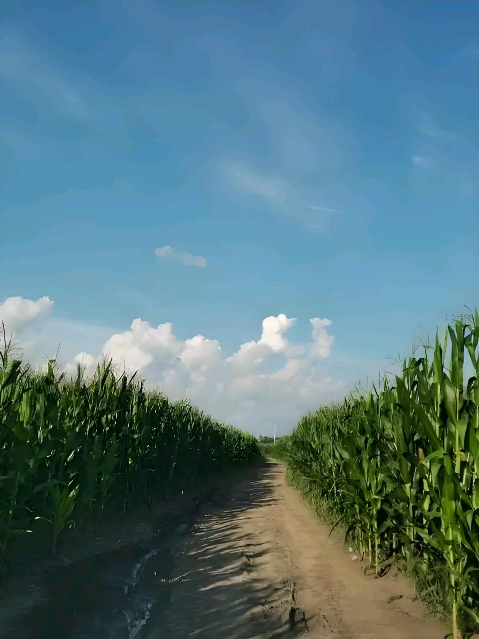 聆听 ‖ 同题诵读《青纱帐》作者/王大生 朗诵/郭立华 桂芬 心兰 李瑞丰 常书华 玉杰 水凌凌（图10）