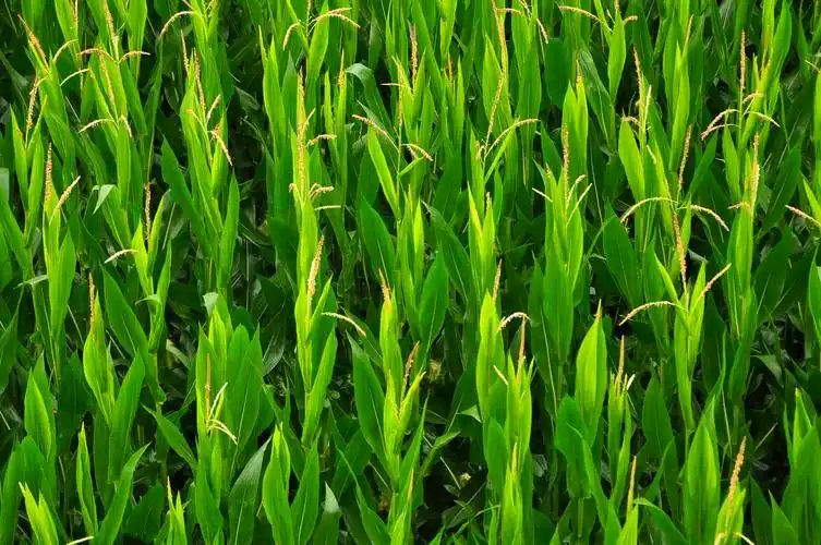 聆听 ‖ 同题诵读《青纱帐》作者/王大生 朗诵/郭立华 桂芬 心兰 李瑞丰 常书华 玉杰 水凌凌（图12）