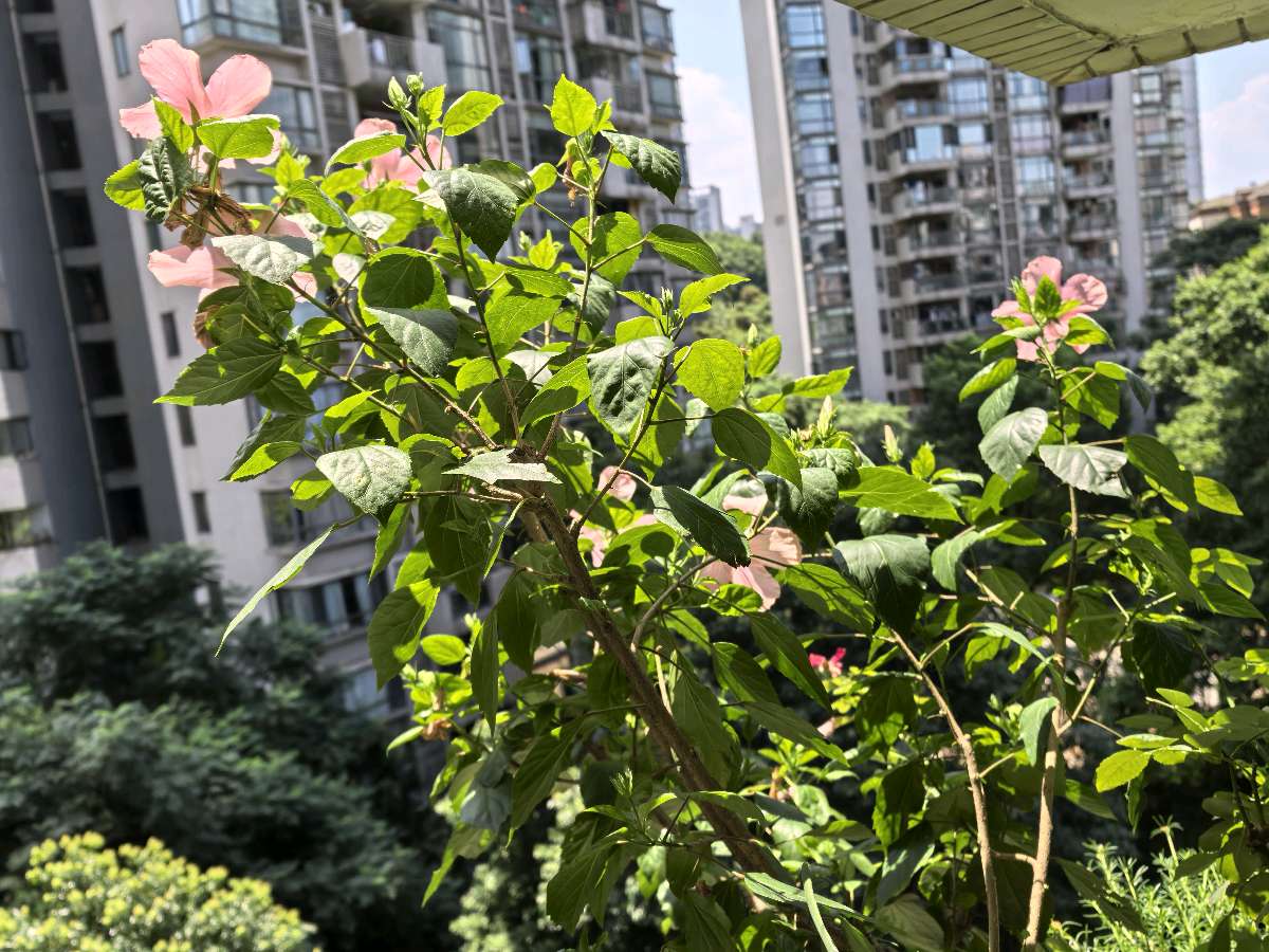 「散文」秋阳下的扶桑花韵(图11)