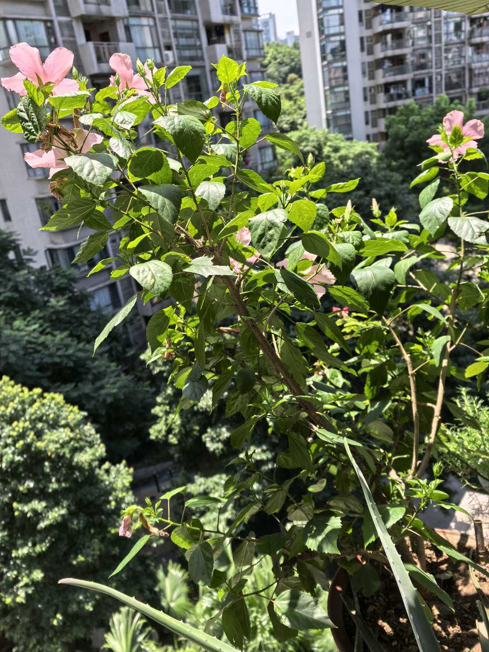 「散文」秋阳下的扶桑花韵（图16）