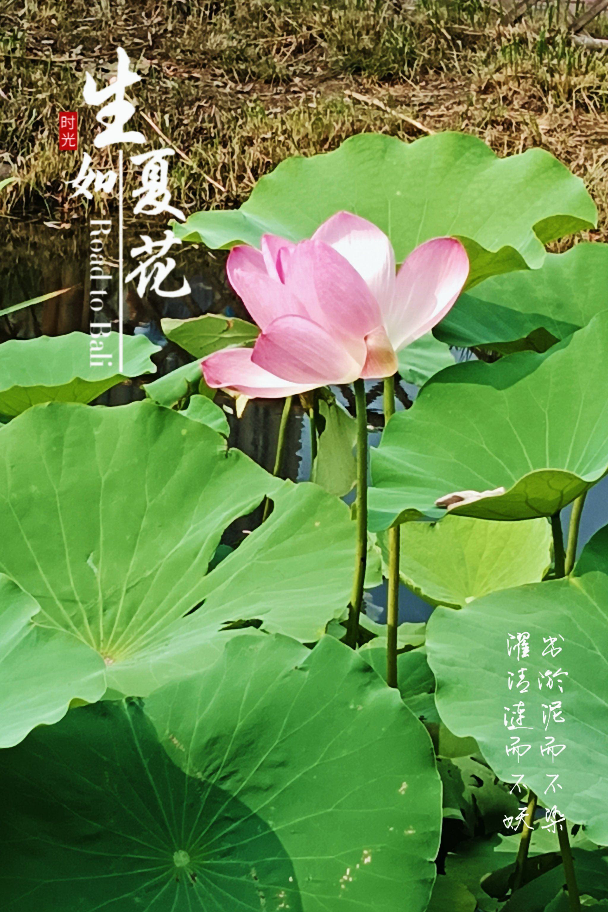 同题诵《宛若夏花》 作者：碑林路人（图6）