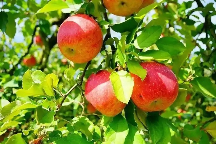 【新诗大观】召引秋天的丰盈和谦逊||文/姚元霞（图2）