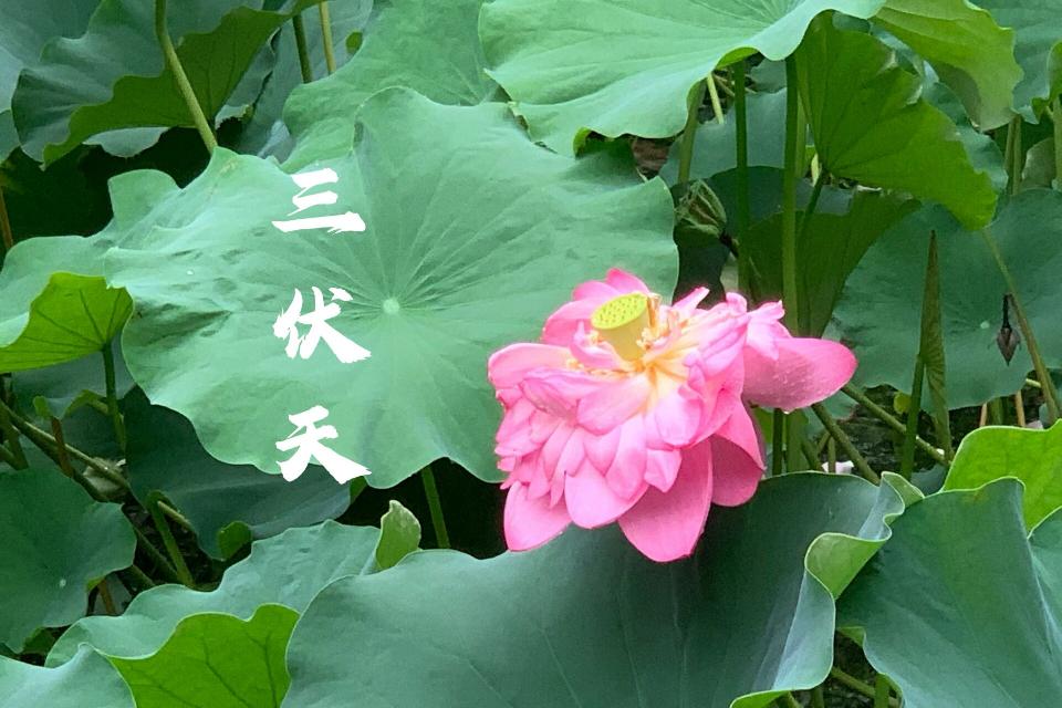 三伏2 三伏2
