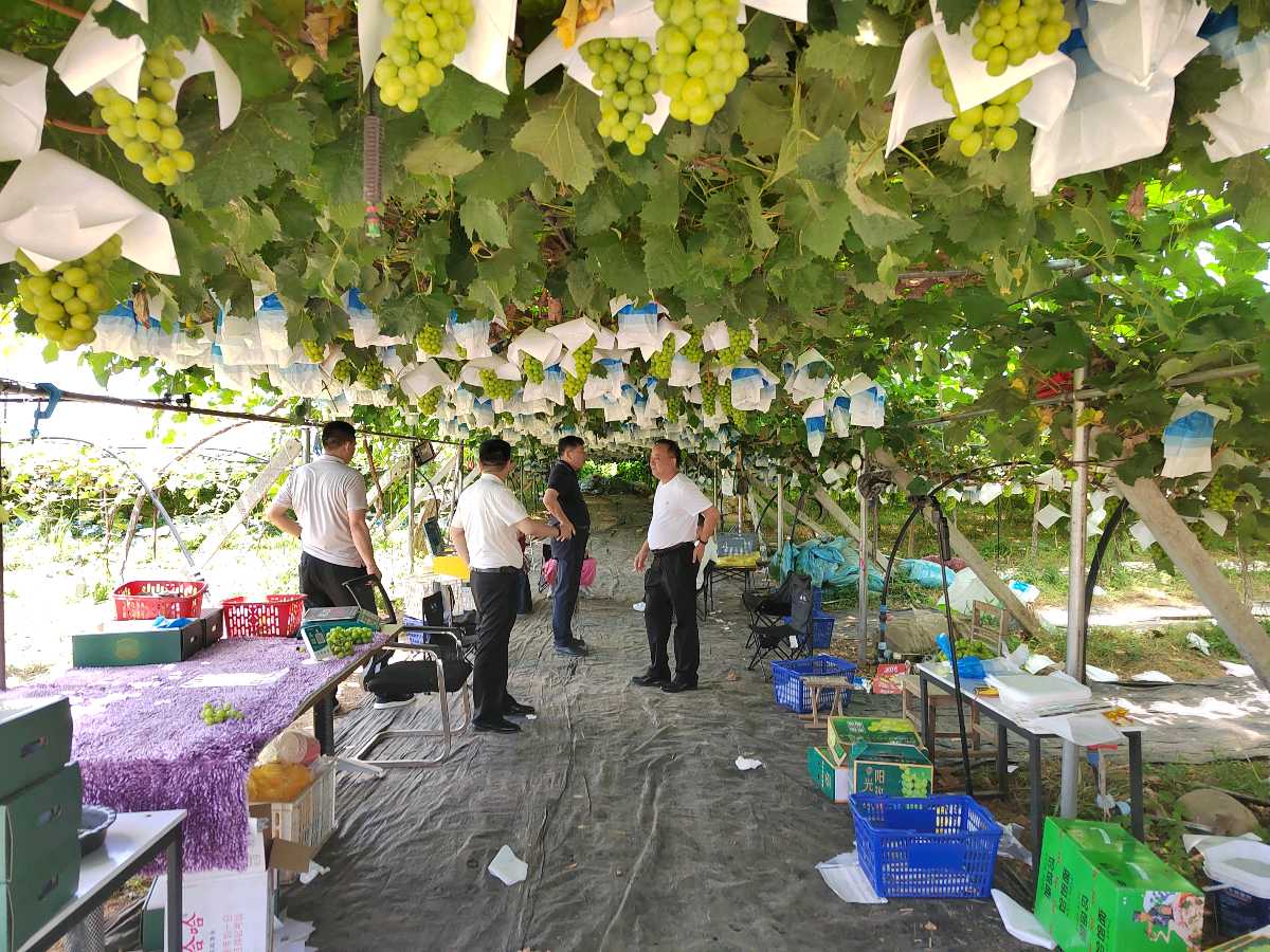 河南郏县：葡萄丰收枝头挂 邱庄果农笑开颜