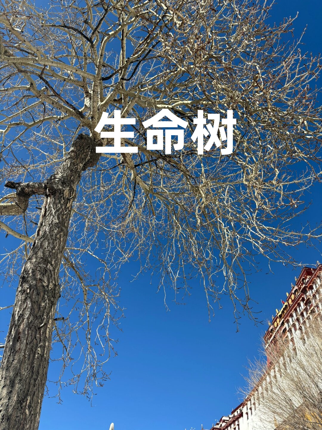 凤凰之歌//高虹//黄莉端诵读《我的生命是一棵树》（1） 作者：碑林路人（图8）