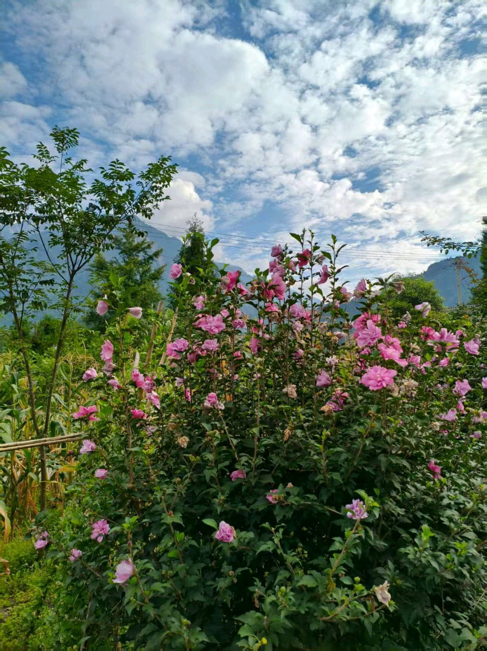 【荣耀中国】万菊芳题图诗第57期（图20）