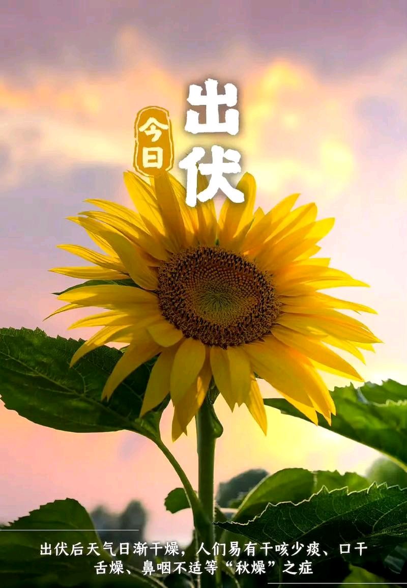 七绝-乙巳出伏吟怀～诗◑胡斌（桃花园君）（图10）