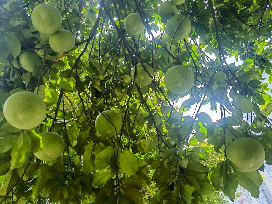 「散文」出伏之秋：翠芦莉与柚子树的温情时光（图3）