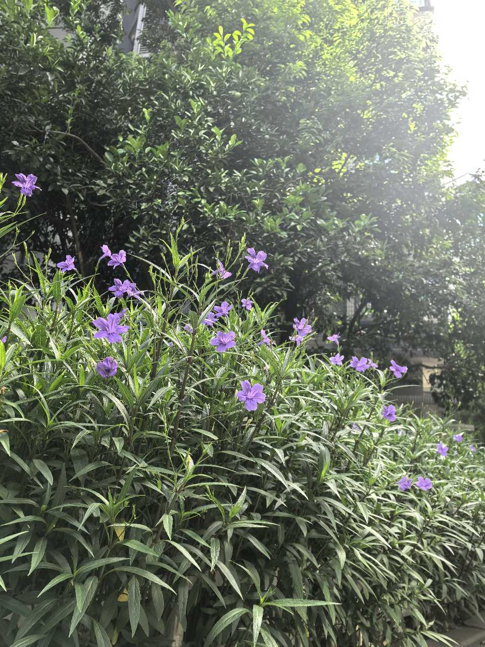 「散文」出伏之秋：翠芦莉与柚子树的温情时光（图10）