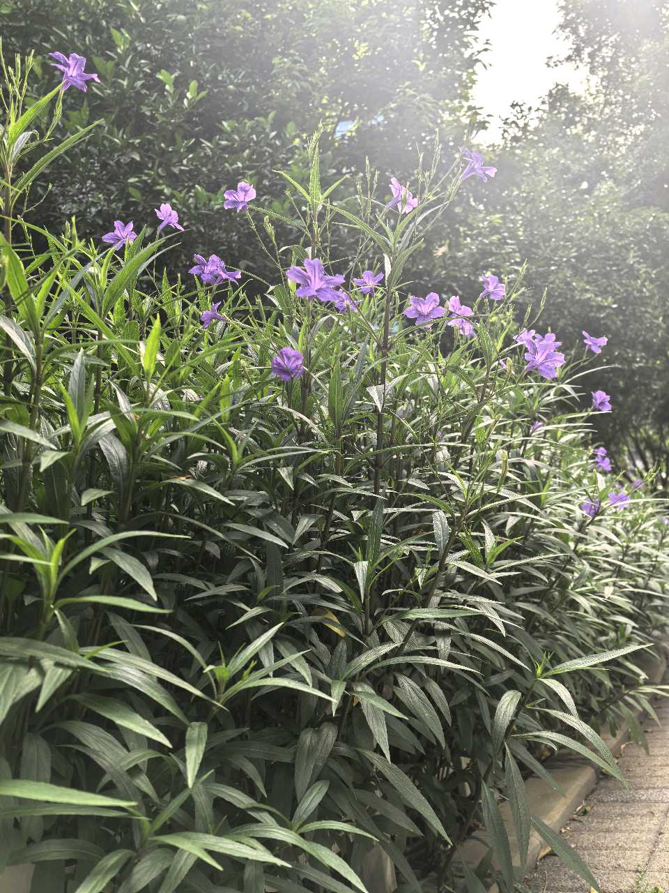 「散文」出伏之秋：翠芦莉与柚子树的温情时光（图11）