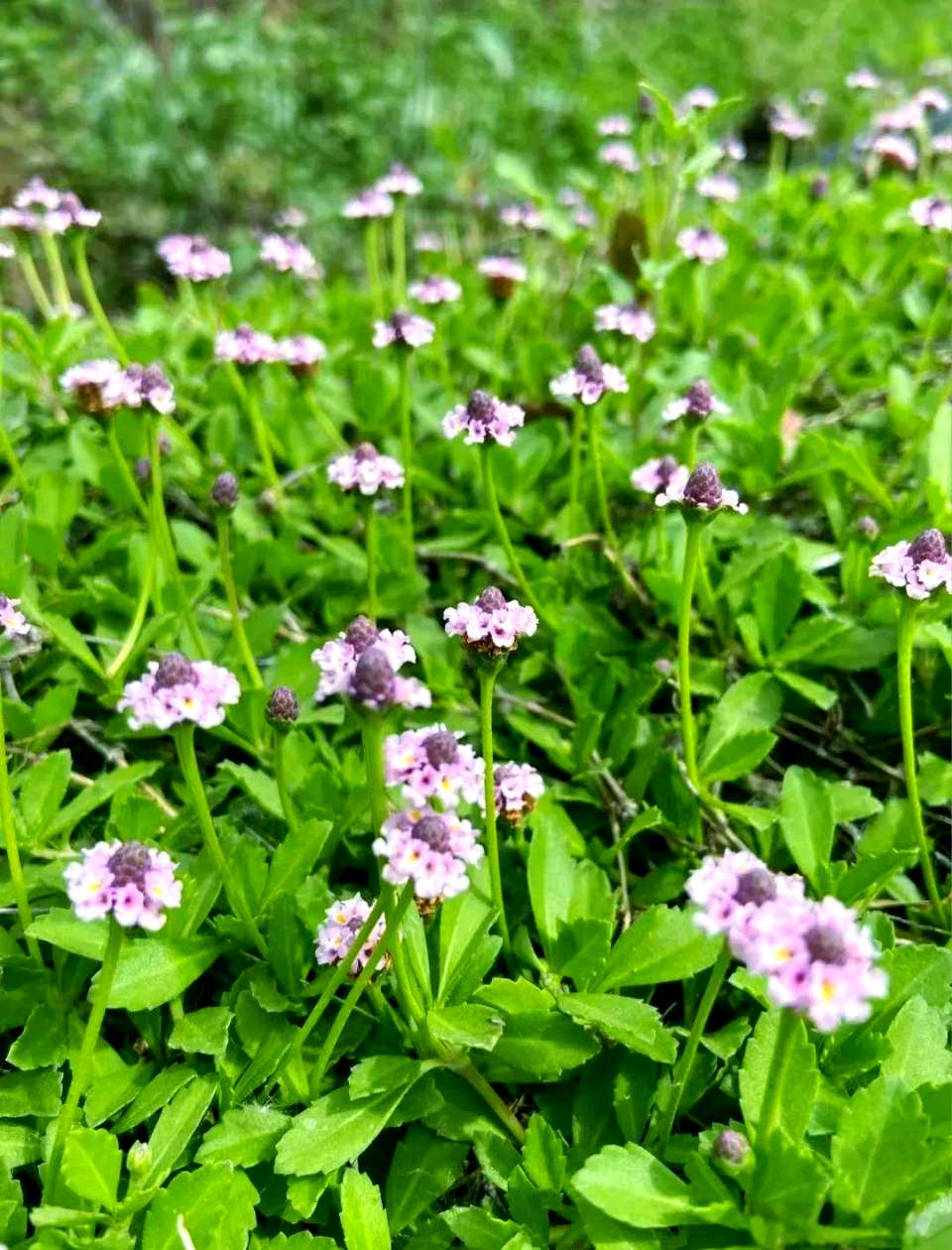 东方书剑的《五绝・咏花草系列之姬岩垂草》
