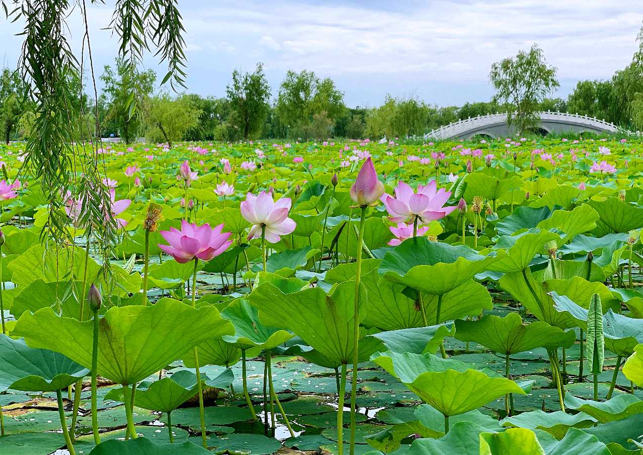 班京《赏 荷》诵读：小黎（图3）