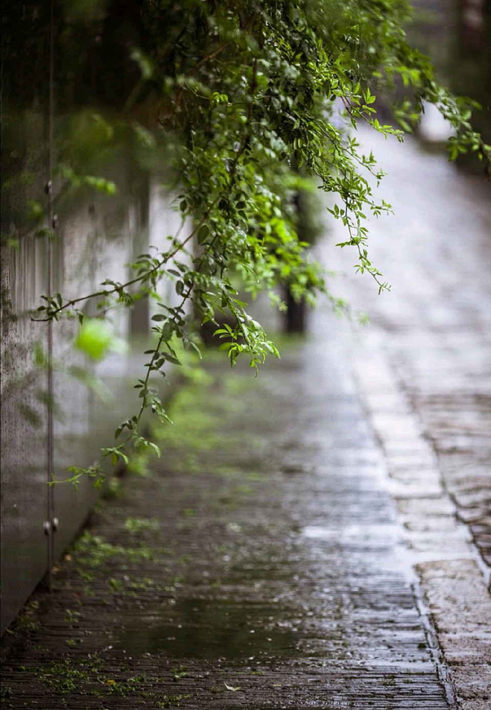 【荣耀中国】七绝 秋雨绵绵刘佰儒（图4）