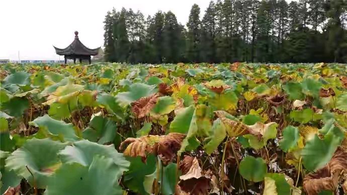 《刘文波著名现代古诗七律.二首》作者：刘文波 [中国现代诗歌文化传媒推荐]（图5）