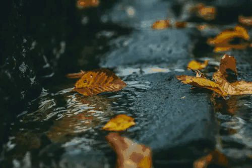 《七律•雨初秋》作者：郭小林 [中国现代诗歌文化传媒推荐]（图5）