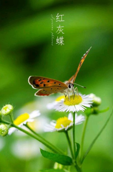 【新山东文学社】《念秋(外一首)》作者/沐之 主播/苏宁(图6)