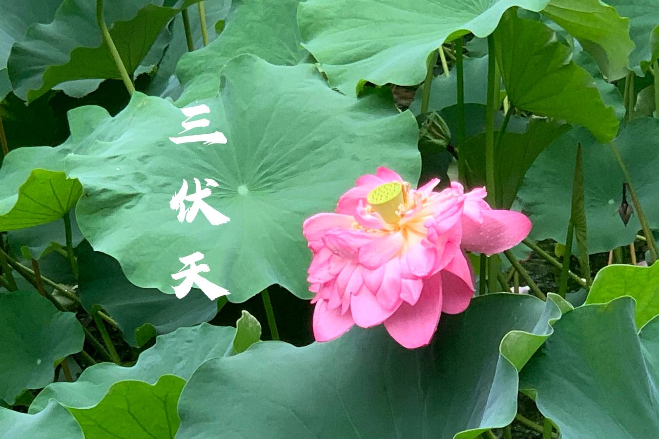 【神州源流诗苑】第1396期优秀近体诗周刊(图5)