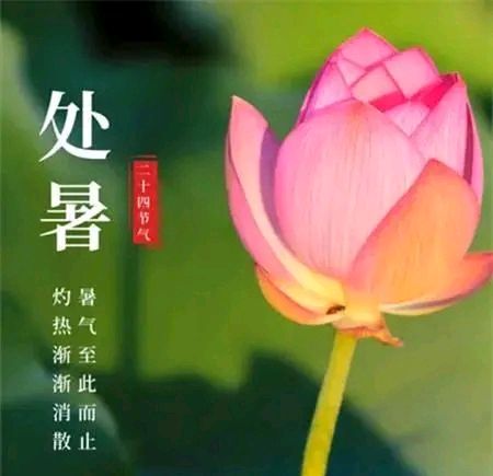 处暑遐想 | 王云剑