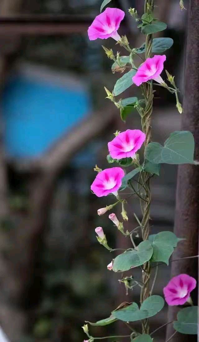 【荣耀中国】七绝•牵牛花文/东篱翁（图3）