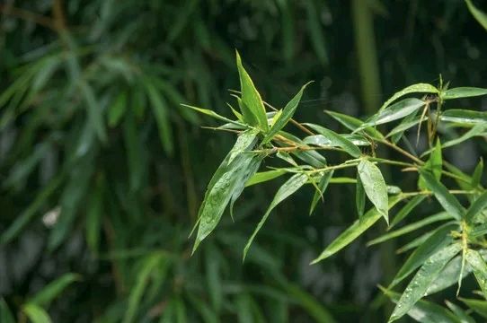 卫水洲的《人若有品，清风徐来》